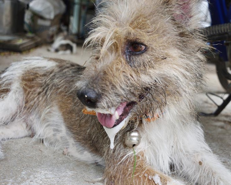 Rabies Virus: 16 death recorded and 13,378 dog bites reported to health facilities between 2018-2023 in the Upper East Region