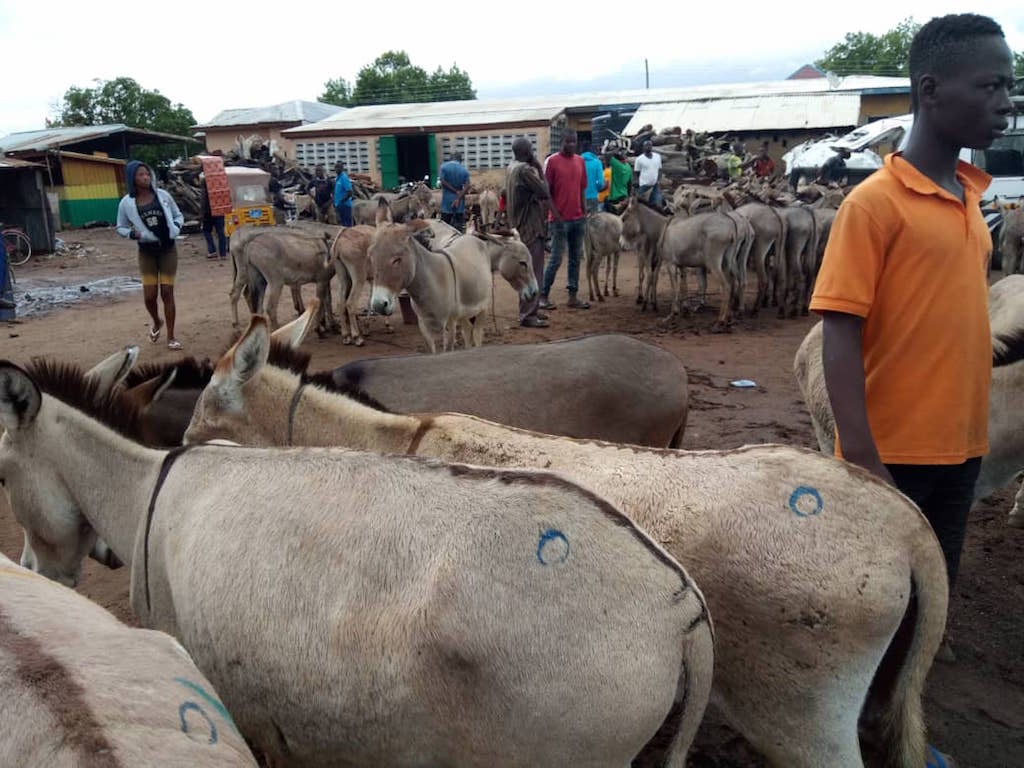 GAPNET frowns against donkey killing, extend calls to govt for a drastic action