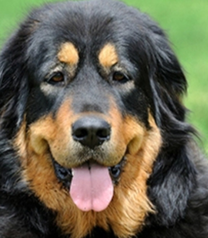 Man lost his life after a thorough dog chase