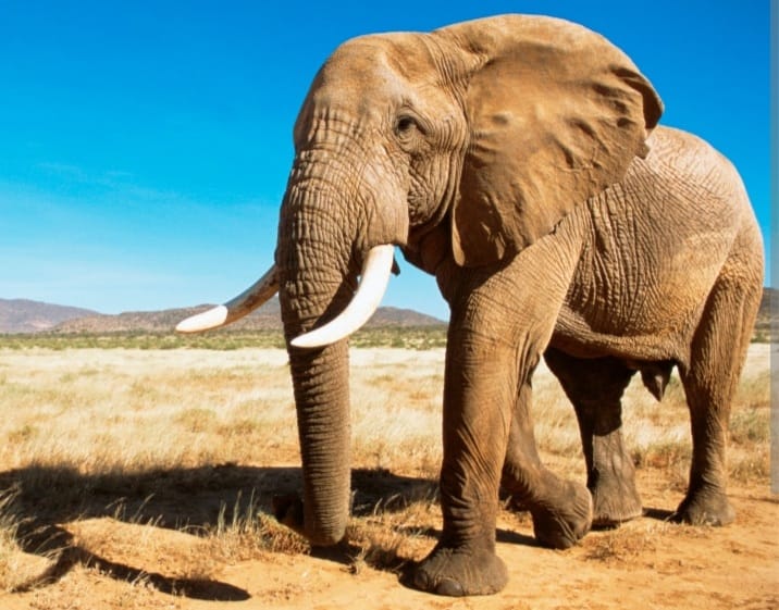 80-Year-Old US Woman K!lled by Elephant During Safari in Zambia