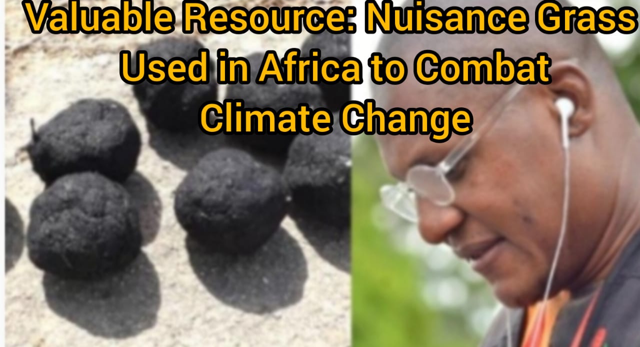Valuable Resource: Nuisance Grass Used in Africa to Combat Climate Change