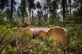 Environmental Group Sounds Alarm Over Tree Felling Along Atomic-Kwabenya Highway