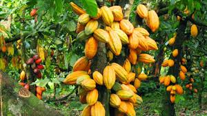 Ghana’s Government Unveils Historic Cocoa Price Increase for 2025/2026 Season