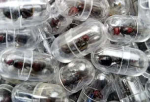 Alleged Ant-Trafficking Kingpin Caught at Nairobi Airport with Over 2,000 Queen Ants