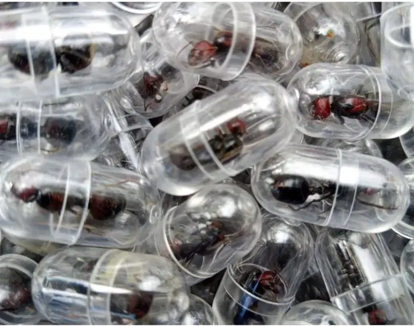 Alleged Ant-Trafficking Kingpin Caught at Nairobi Airport with Over 2,000 Queen Ants