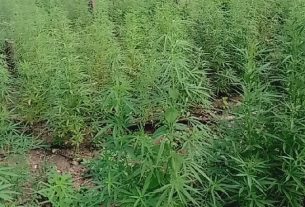 Volta Regional Police Destroy 11 Cannabis Farms in Major Anti-Drug Operation