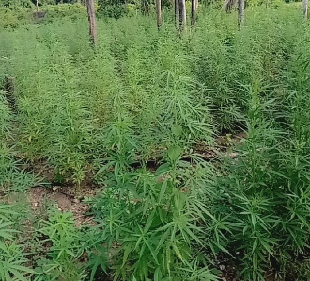 Volta Regional Police Destroy 11 Cannabis Farms in Major Anti-Drug Operation