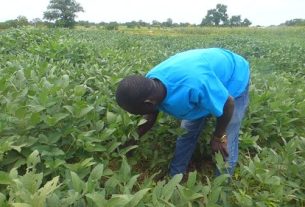 NABOCADO Promotes Sustainable Farming Practices to Help Smallholder Farmers Build Climate Resilience