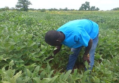 NABOCADO Promotes Sustainable Farming Practices to Help Smallholder Farmers Build Climate Resilience