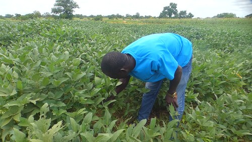 NABOCADO Promotes Sustainable Farming Practices to Help Smallholder Farmers Build Climate Resilience
