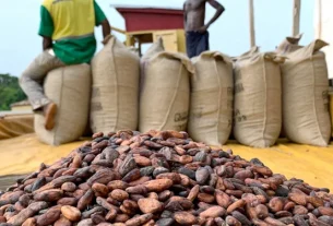 NPP Challenges Government’s Cocoa Price Decision, Cites Broken Promises to Farmers